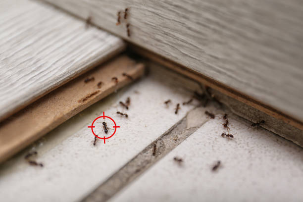 Best Exterminator Services  in Aliso Viejo, CA