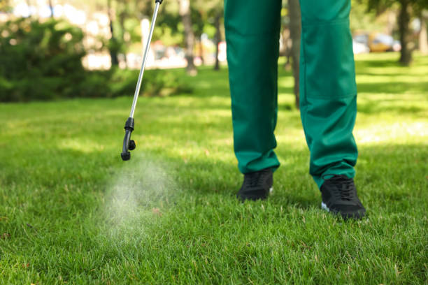 Best Local Pest Control Services  in Aliso Viejo, CA