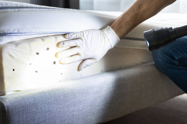 Best Pest Inspection Near Me  in Aliso Viejo, CA
