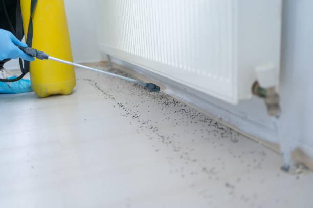 Best Ant Control Services  in Aliso Viejo, CA
