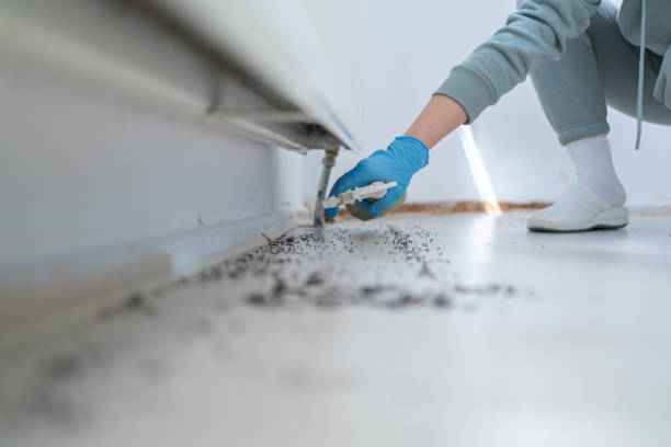 Best Affordable Pest Control Services  in Aliso Viejo, CA